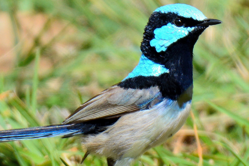 Superb Blue Fairy-Wren_Standing Tall