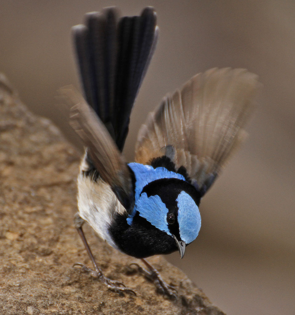 Superb Fairy Wren (Male) in Motion