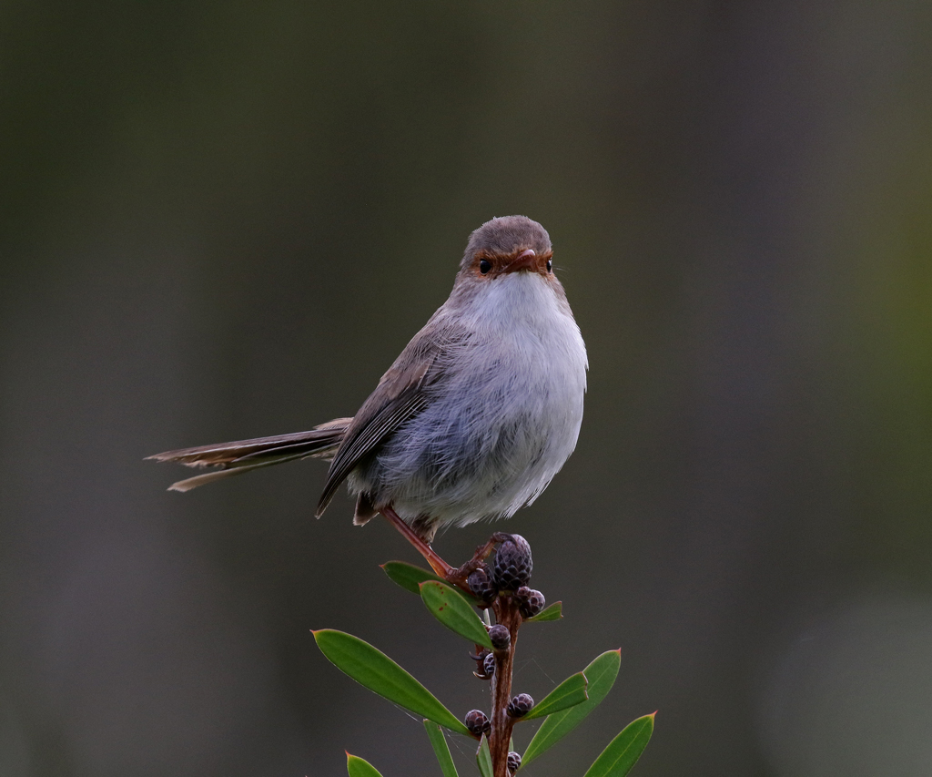 Superb Fairy-Wren