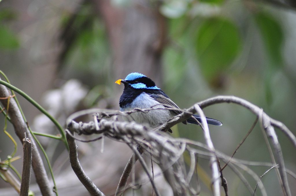 Superb Fairy-Wren