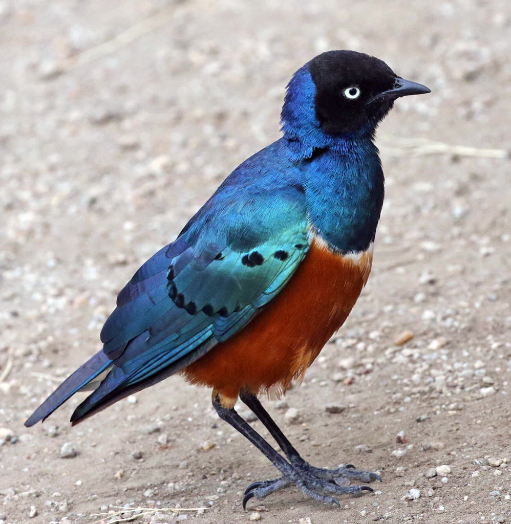 Superb Starling