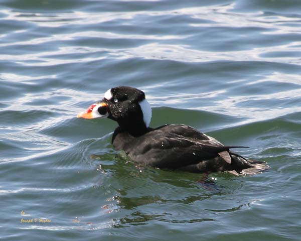 Surf Scoter