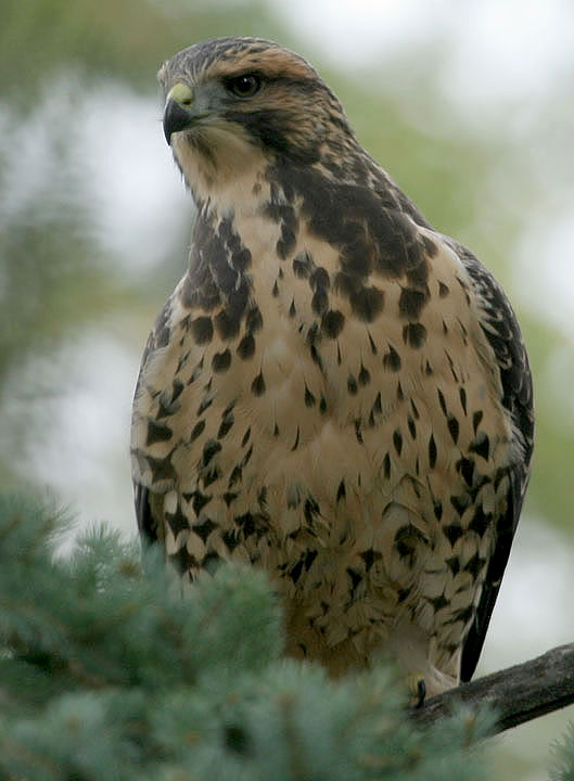 Swainson's Hawk