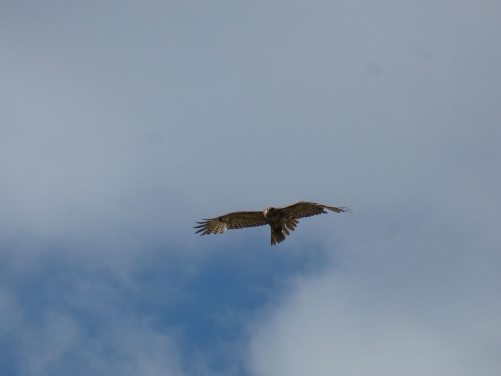 Swainson's Hawk