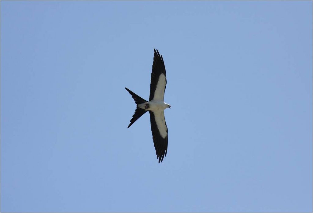 Swallow Tailed Kite- Florida