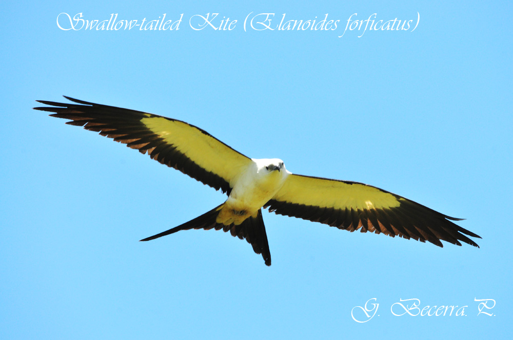 Swallow-tailed Kite in flight