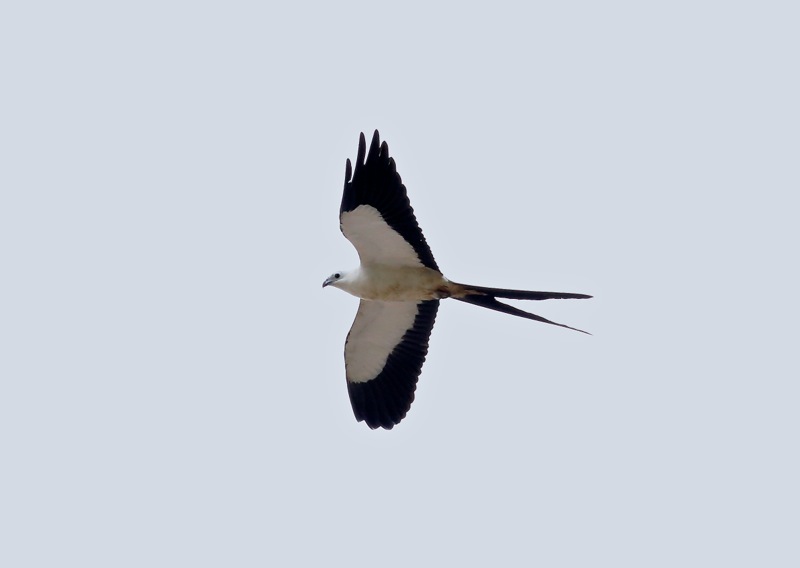 Swallow-tailed Kite