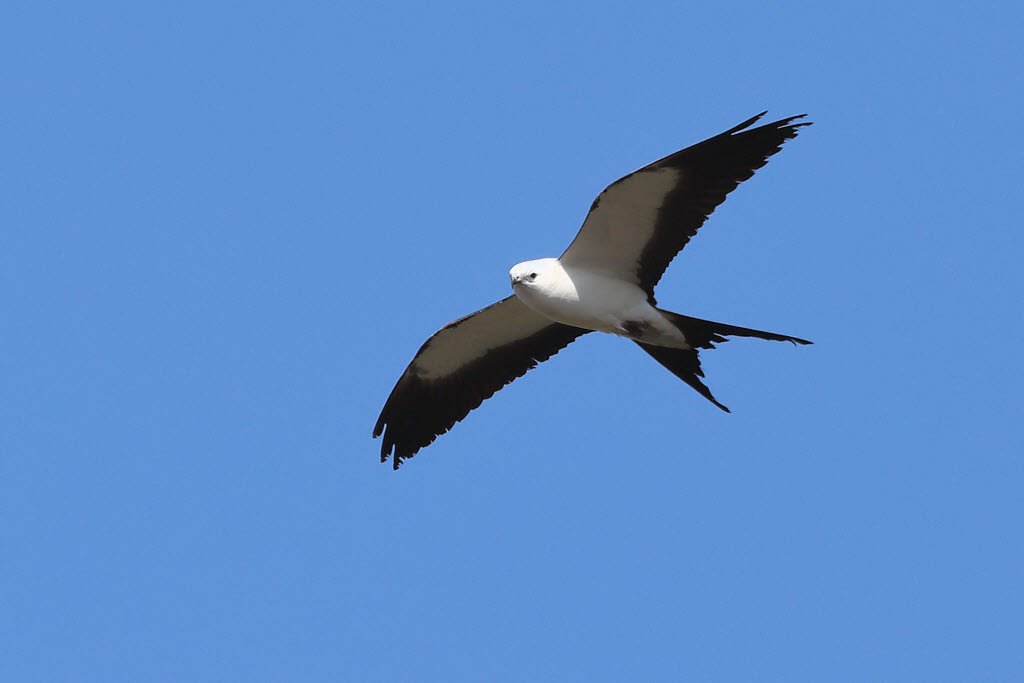 Swallow-tailed Kite