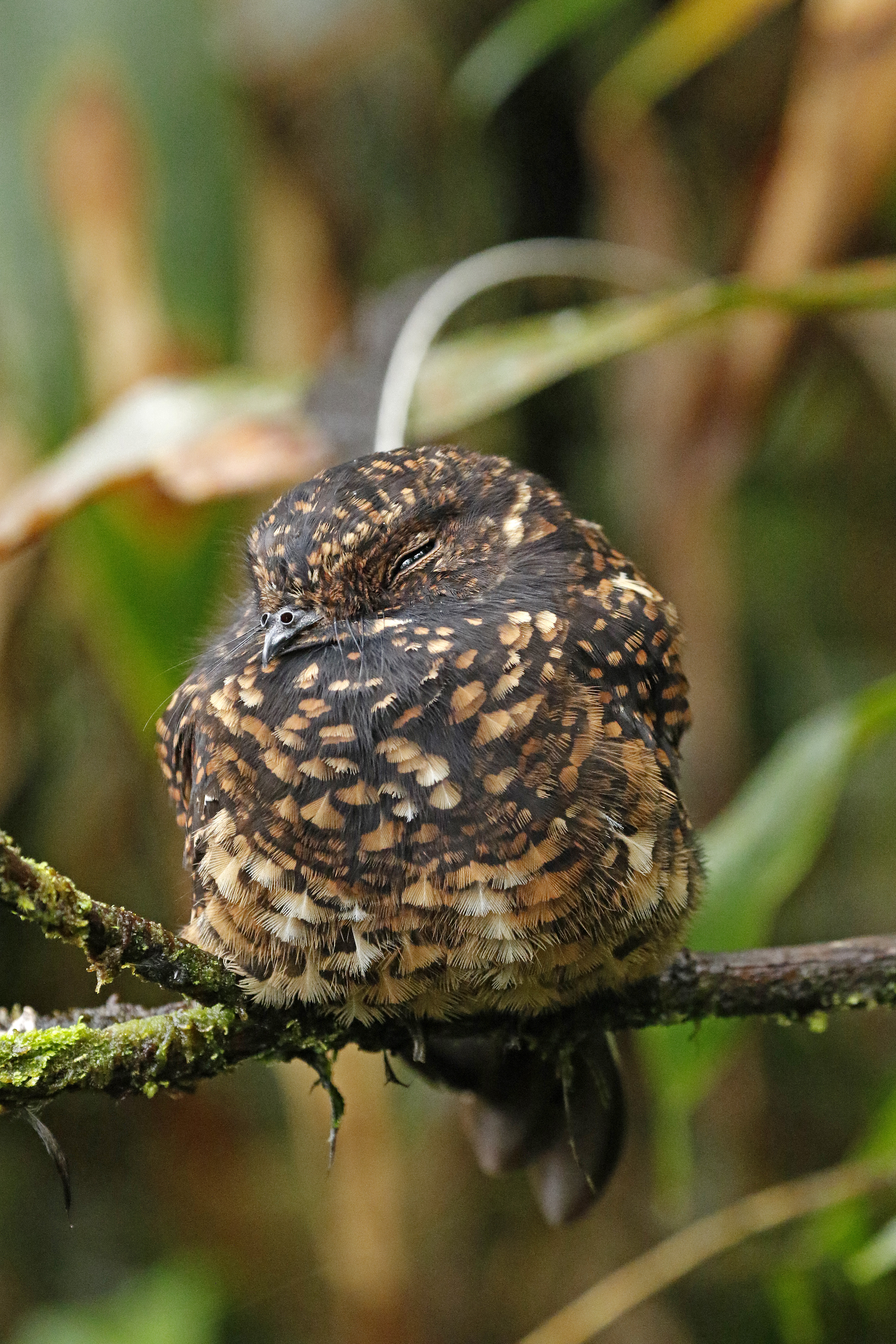 Swallow-tailed Nightjar