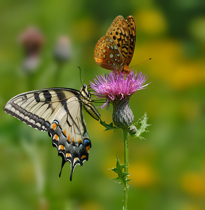 swallowtail and fritillary on thistle