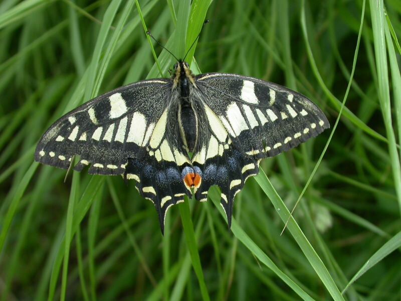 Swallowtail butterfly