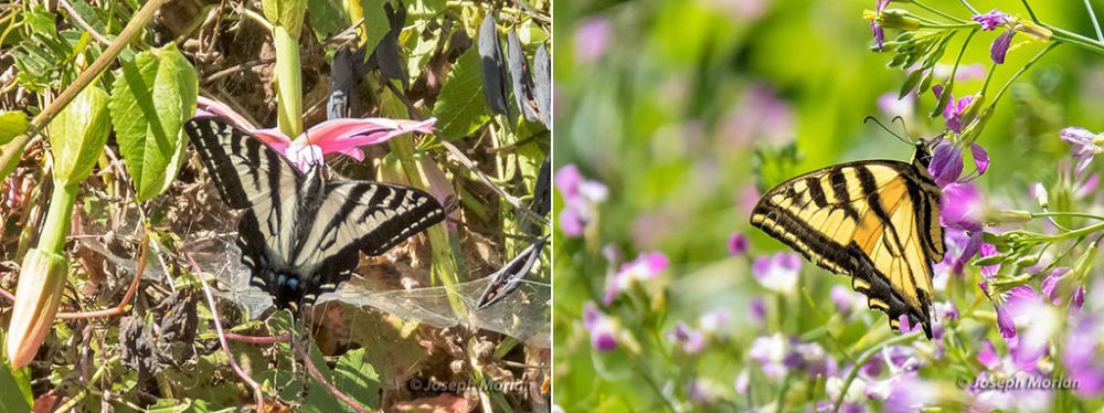 Swallowtail comparison