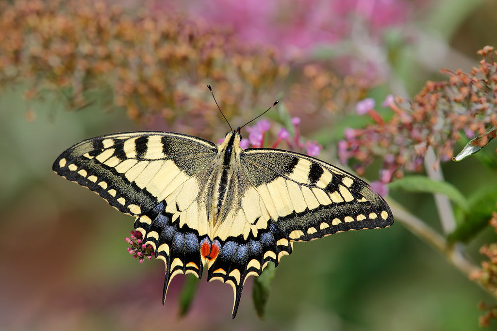 Swallowtail