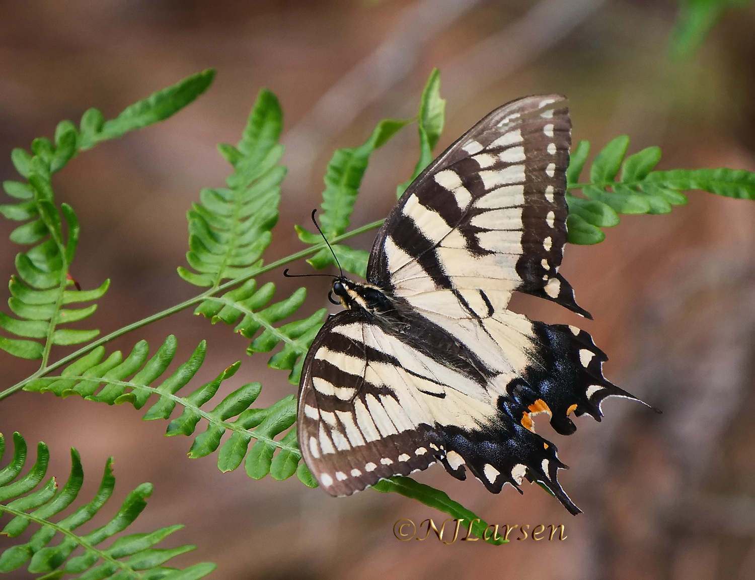 Swallowtail