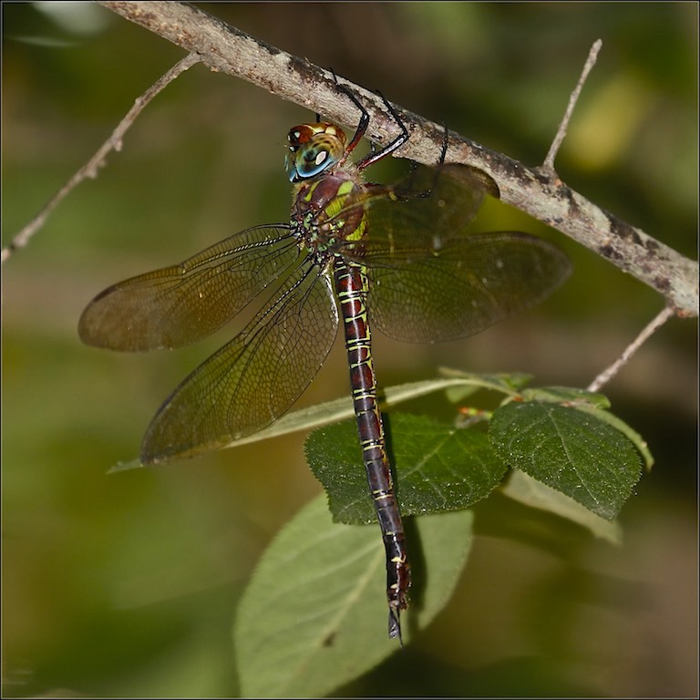 Swamp Darner