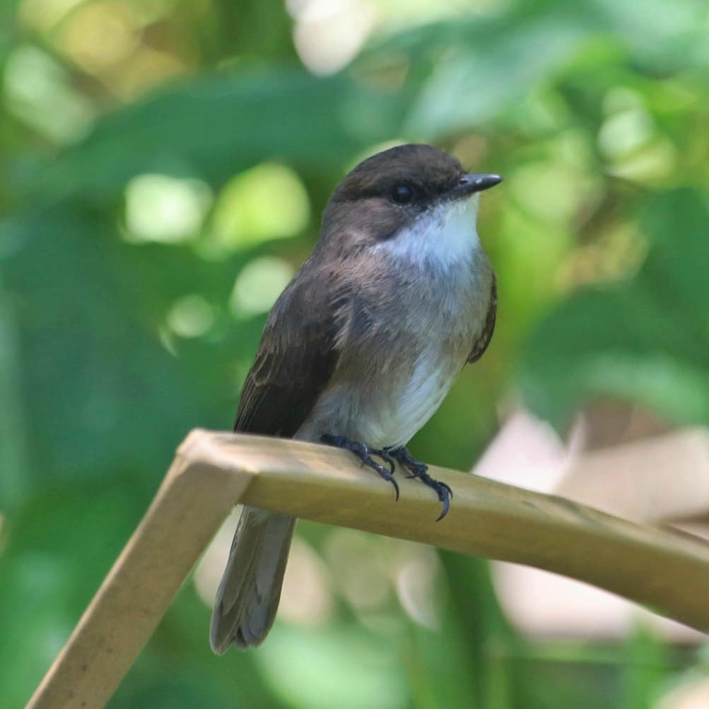 Swamp Flycatcher