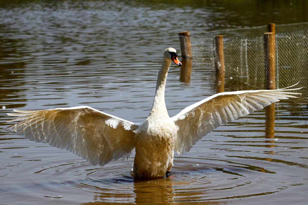 Swan 3