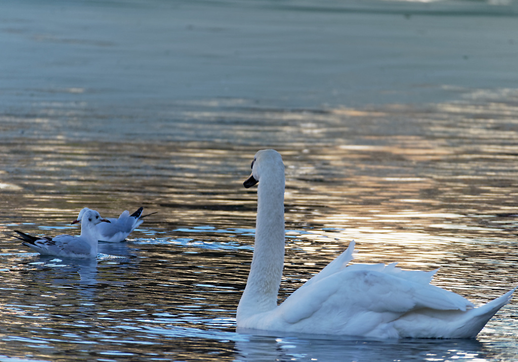 Swan and gulls