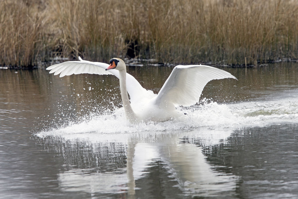 SWAN LANDING 3