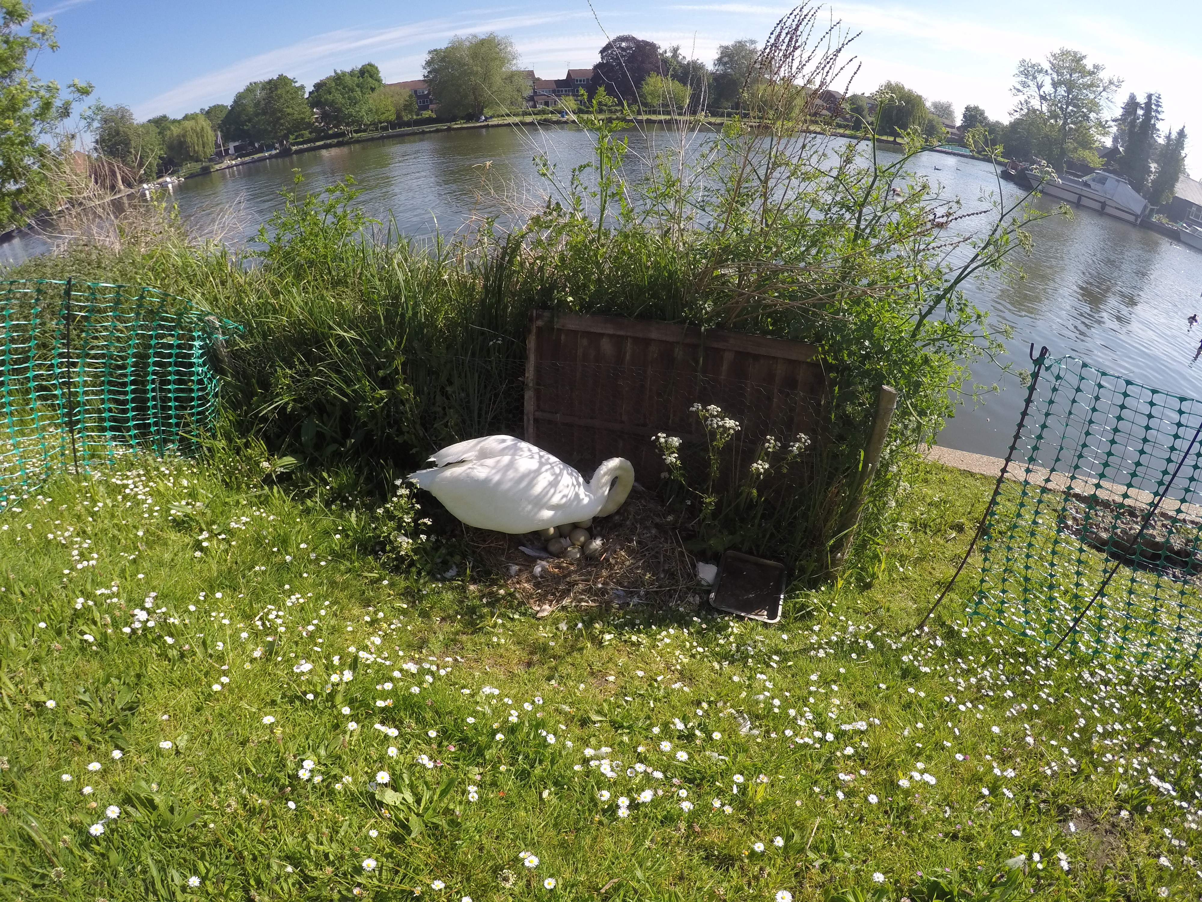 Swan + Nest of Eggs