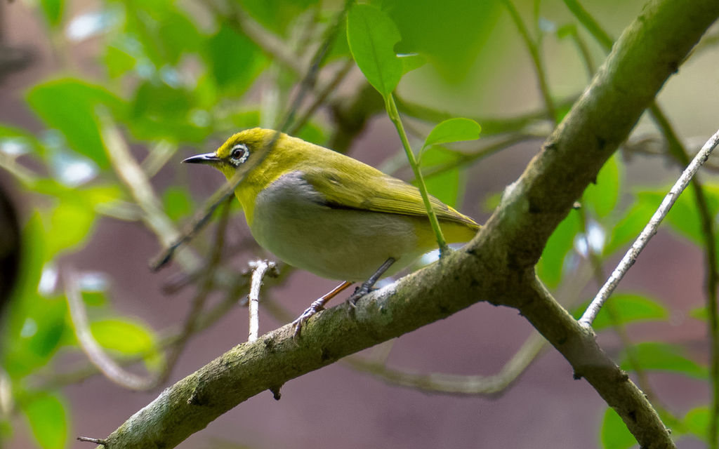 Swinhoe's White-eye