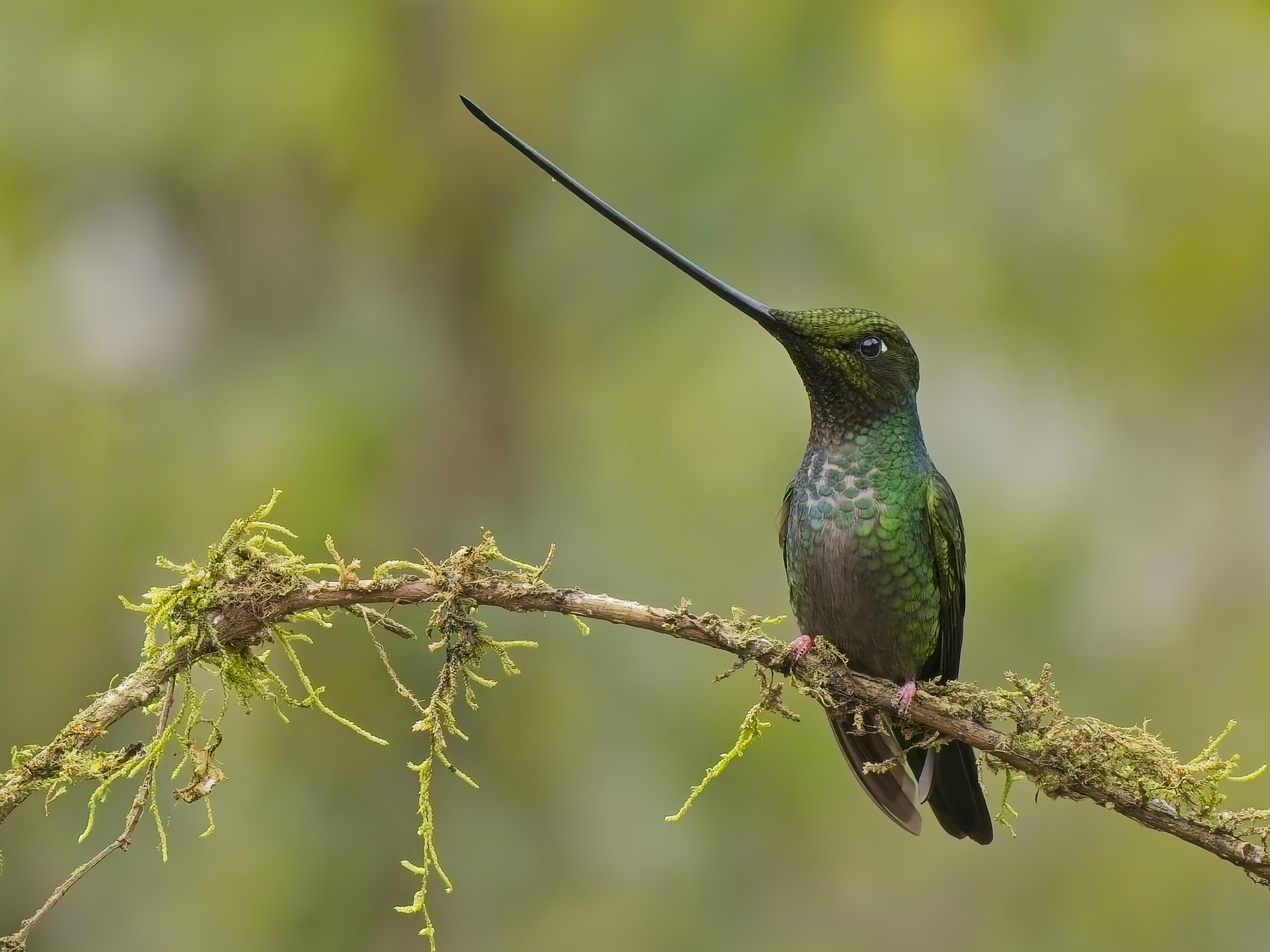 Sword-billed Hummingbird