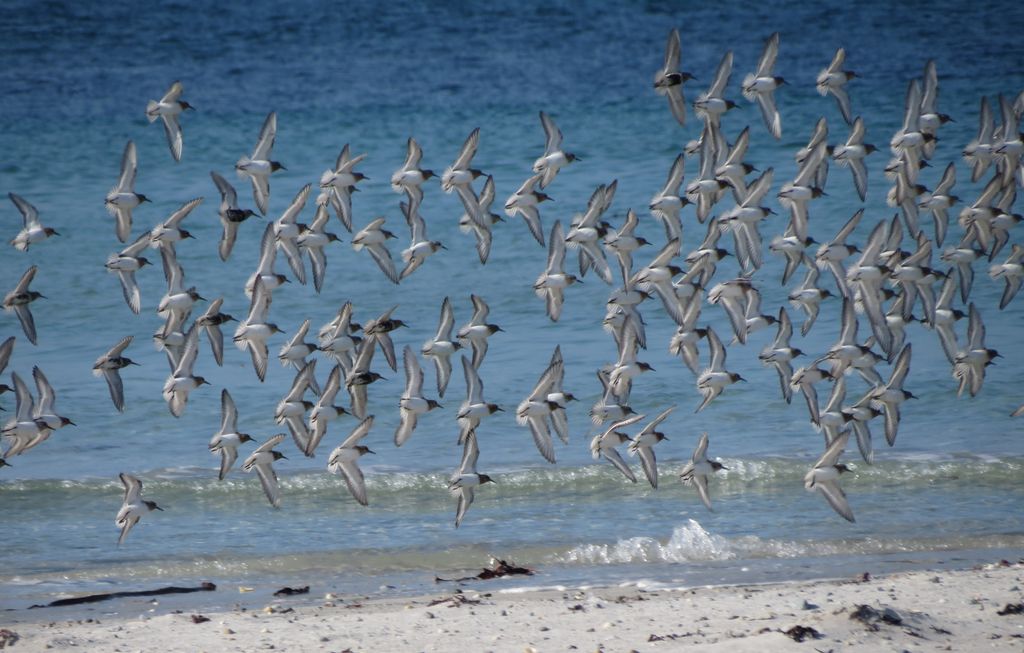 Synchronised Sanderlings (and a few Dunlin)