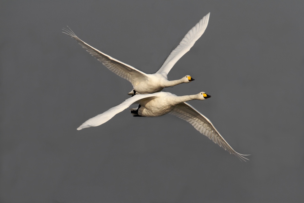 Synchronised Swanning