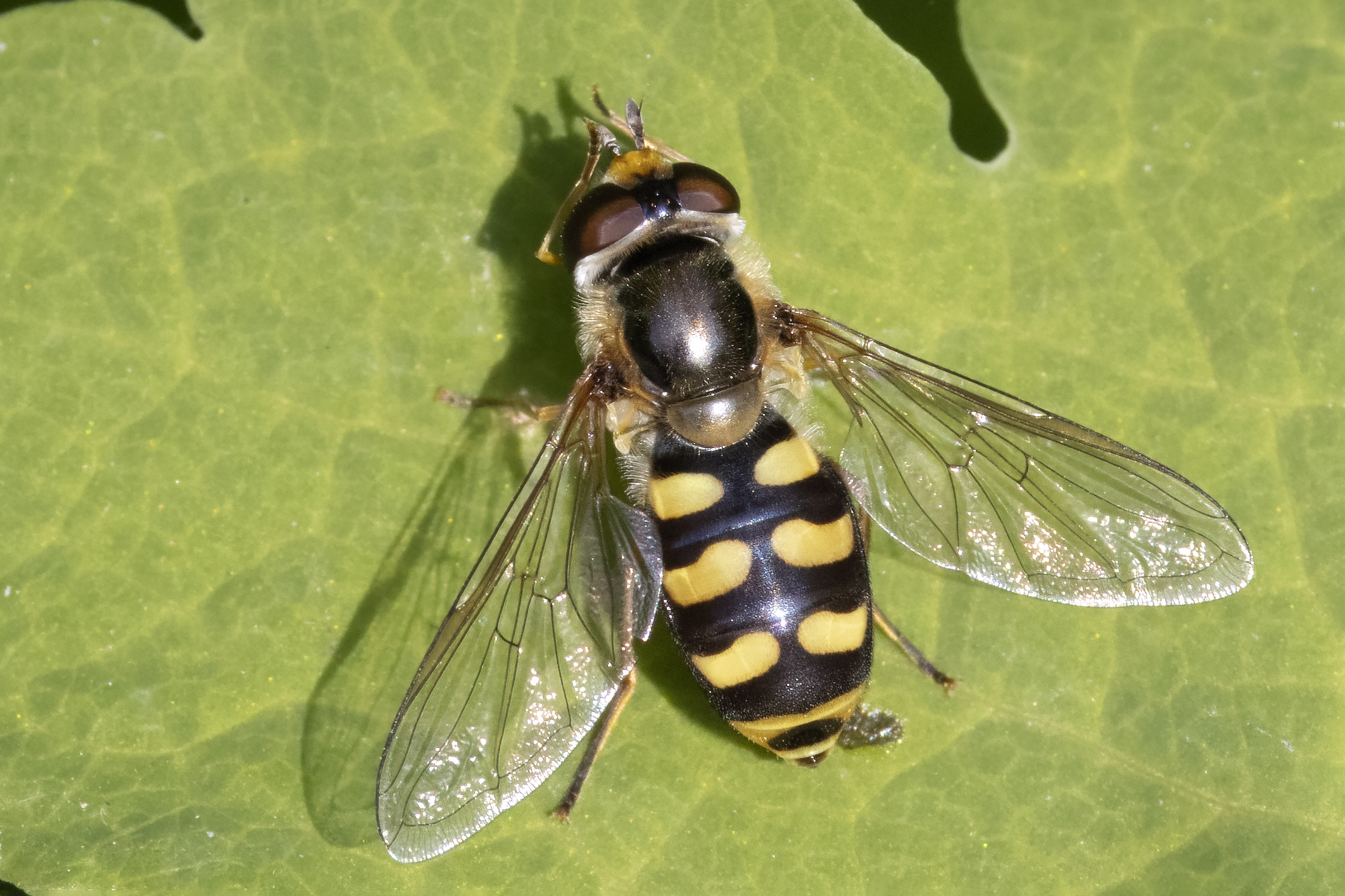 Syrphus ribesii