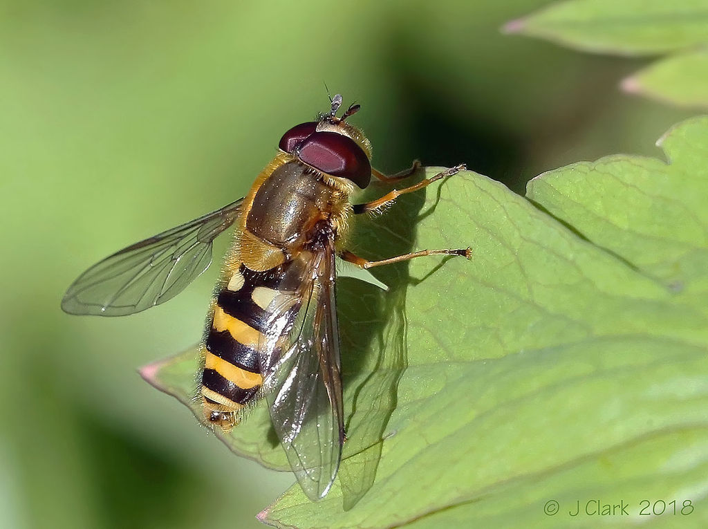 Syrphus sp. hoverfly