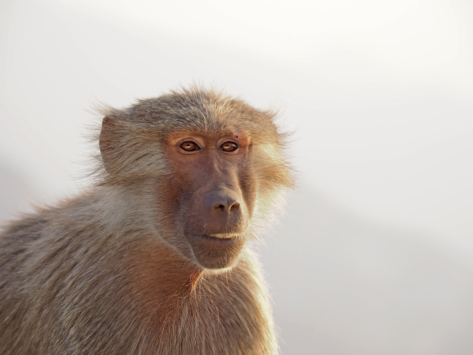 Taif baboons