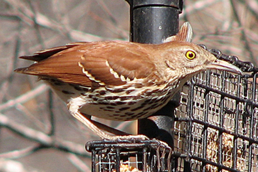 Tailless Brown Thrasher