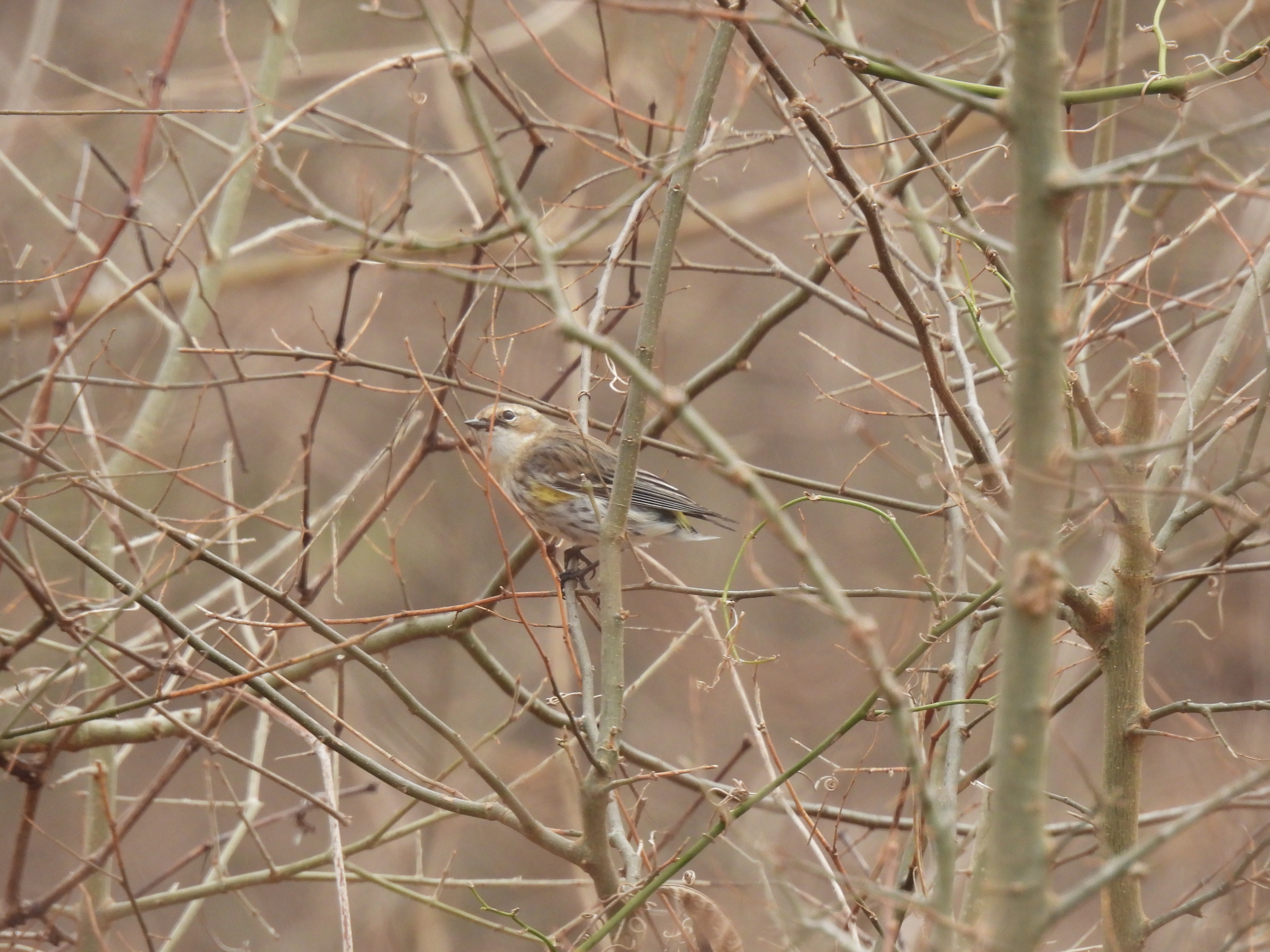 Tailless Warbler