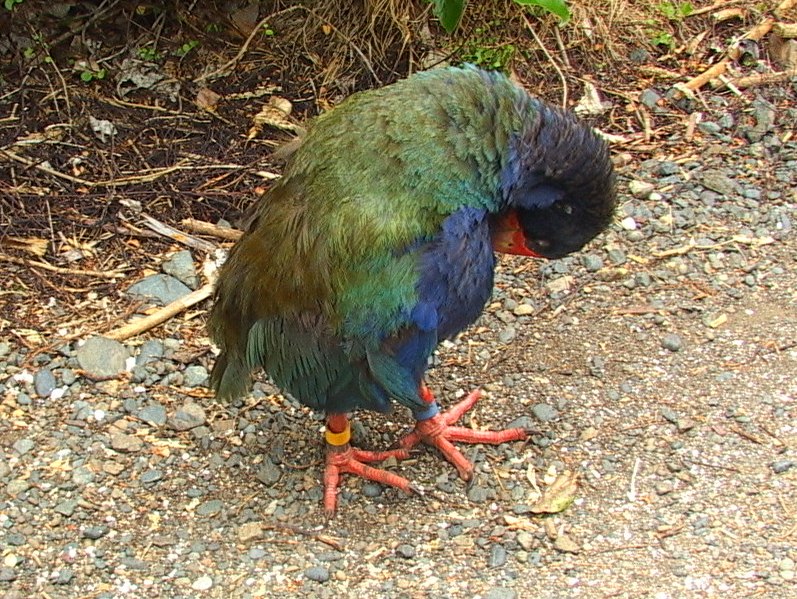 Takahe