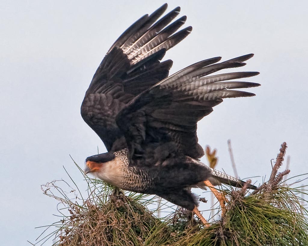 Taking Off Crested Caracara