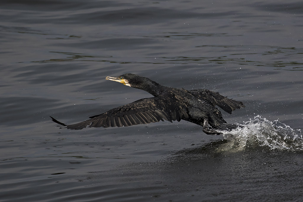 Taking off