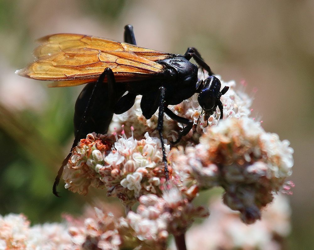 Tarantula Wasp