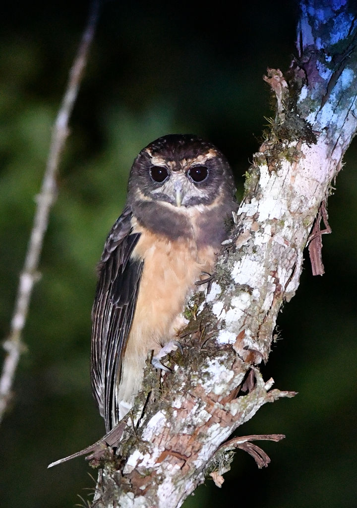 Tawny-browed Owl