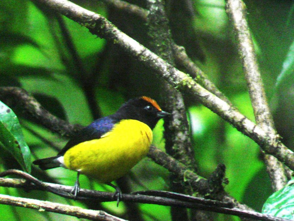 Tawny-capped Euphonia