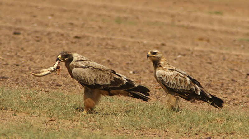 Tawny Eagle 2 individuals