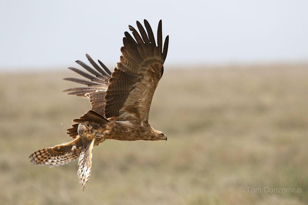 Tawny Eagle preying on Barn Owl