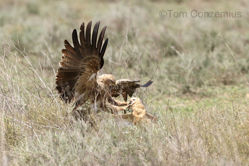 Tawny Eagle preying on Barn Owl