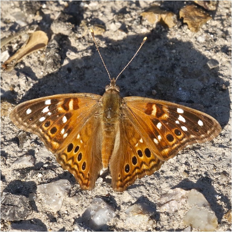 Tawny Emperor