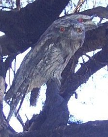 Tawny Frogmouths