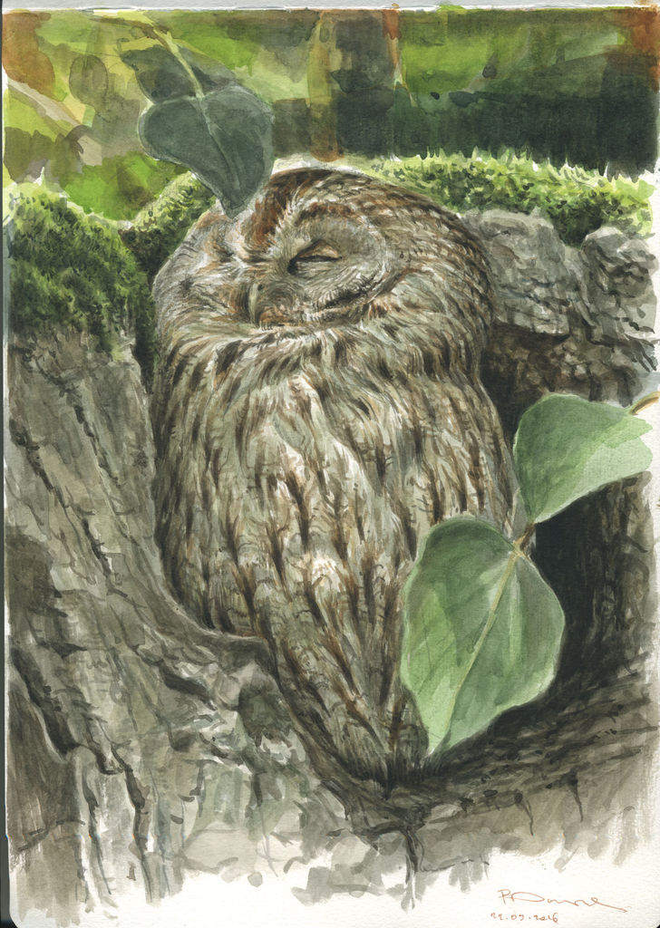 Tawny owl latest study