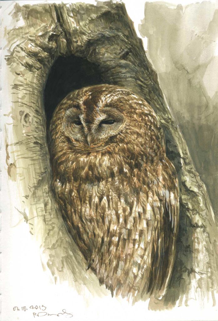 Tawny owl life study