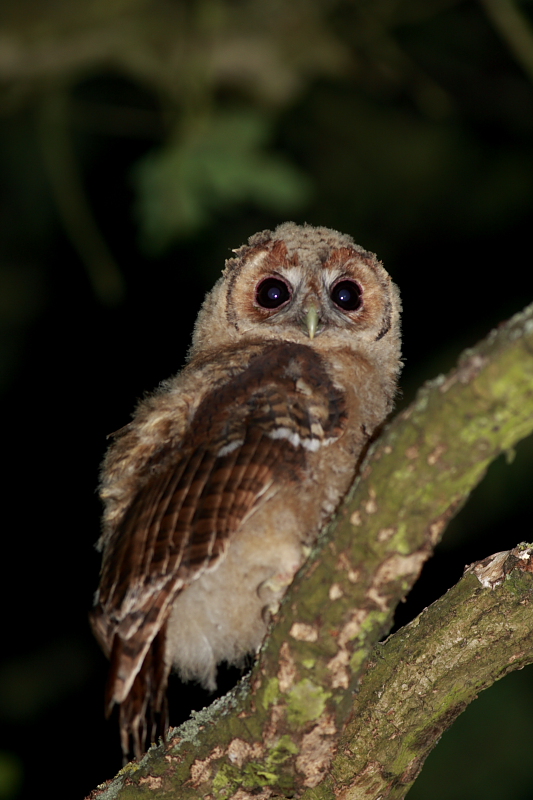 Tawny Owl