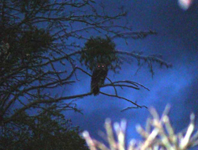 tawny owl