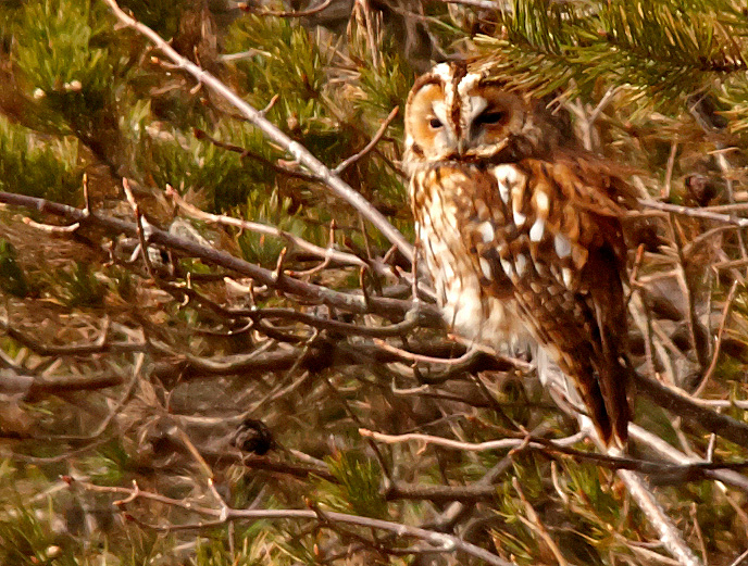 Tawny Owl