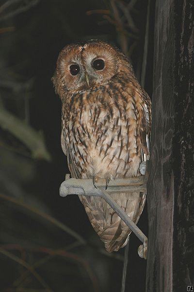 Tawny Owl